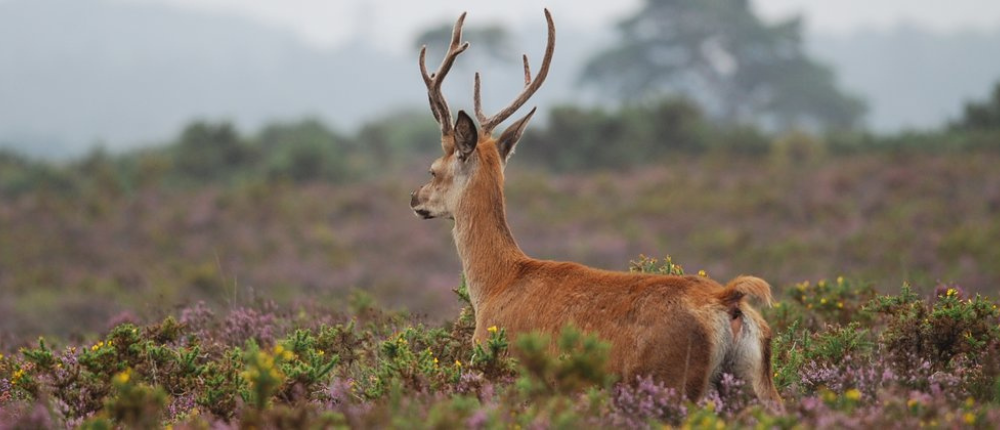 A Red Stag in a field in the New Forest National Park