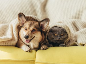 Traveling With Your Pet (1)