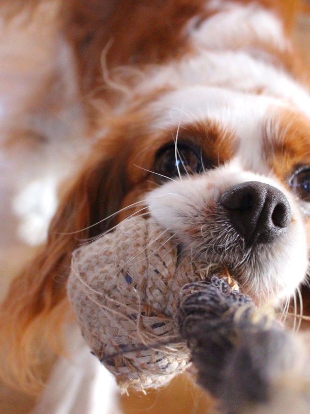 Charleshope King Charles Cavalier