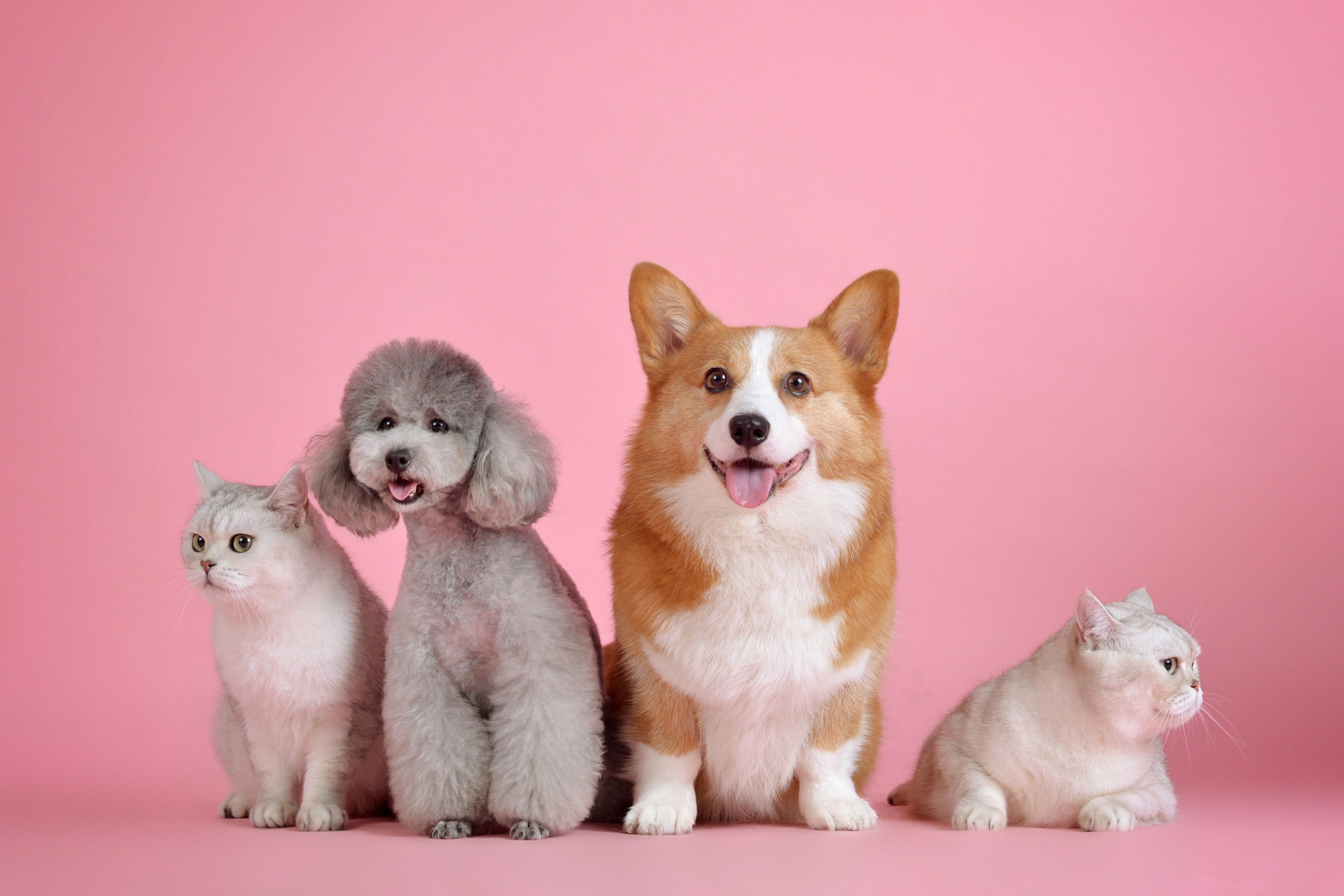 pets sitting in a row