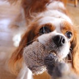 Charleshope King Charles Cavalier
