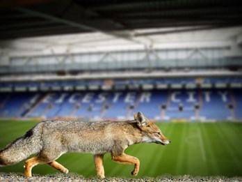 King Power Stadium Close To Charles Hope Leicester City Apartments